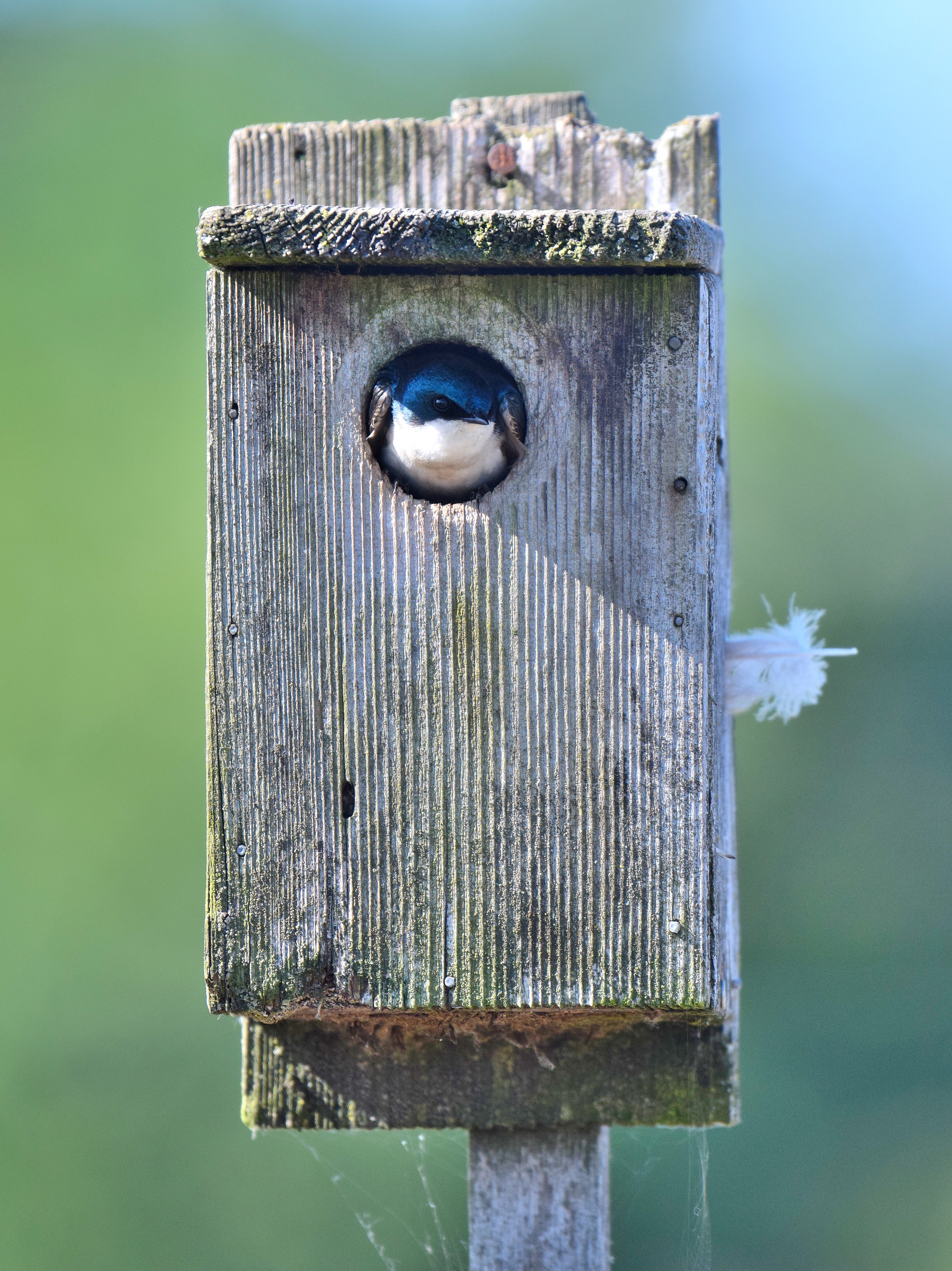 CGCEO Research Helps Farmers Use Birds to Implement Integrated Pest Management