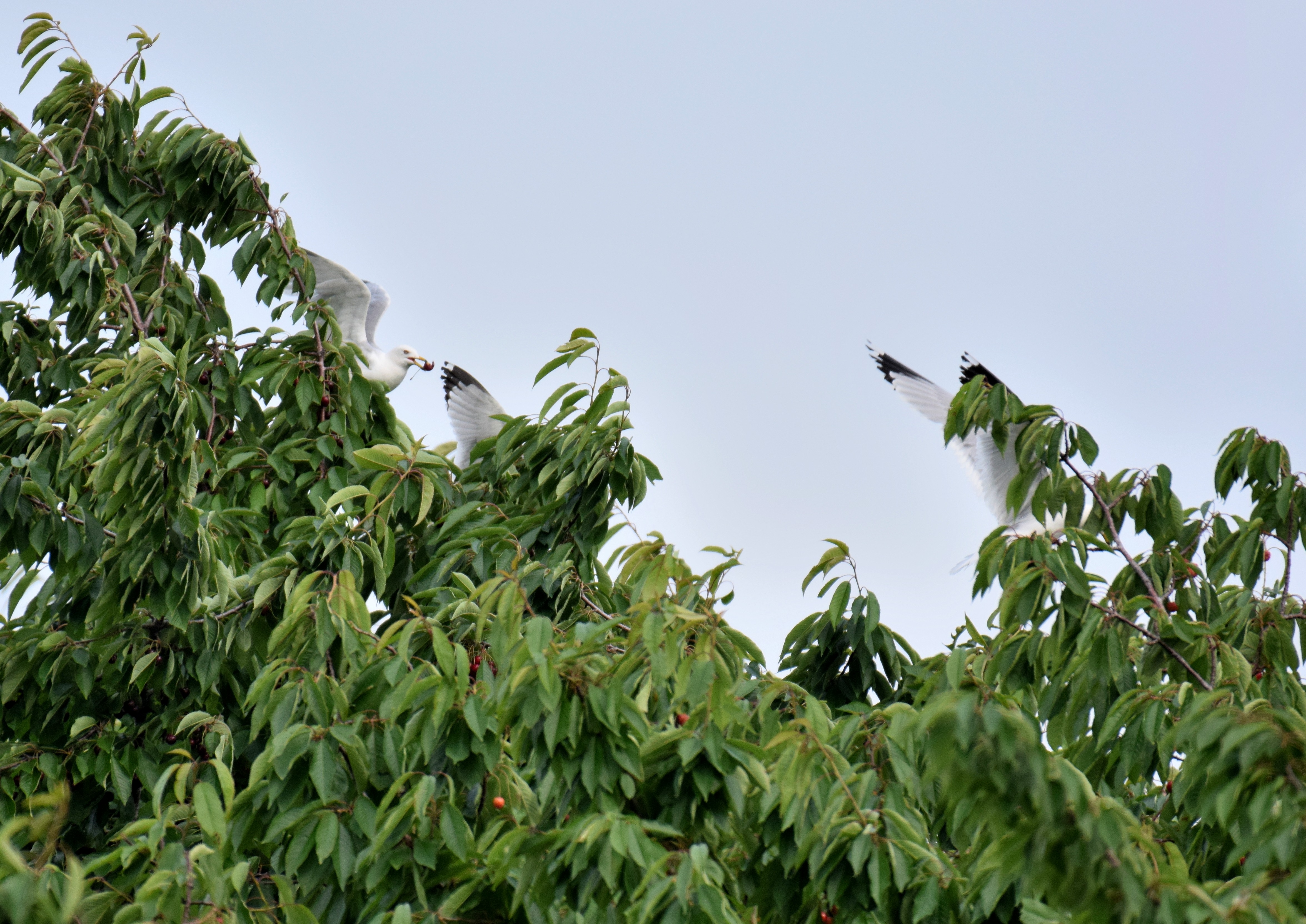 Gulls such as these birds shown opportunistically eating cherries can cause extensive damage to crops causing a negative financial impacts to growers. Image: Courtesy of Olivia Smith