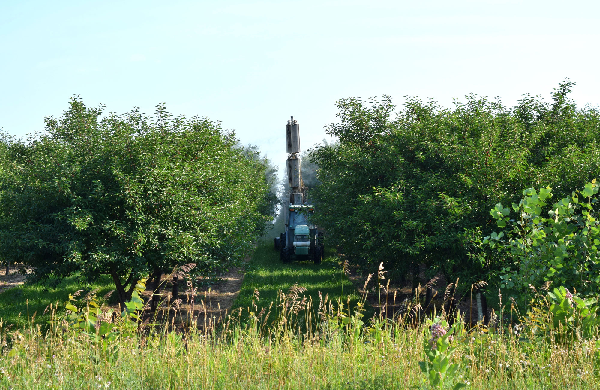 Pesticide spraying in a cherry orchard